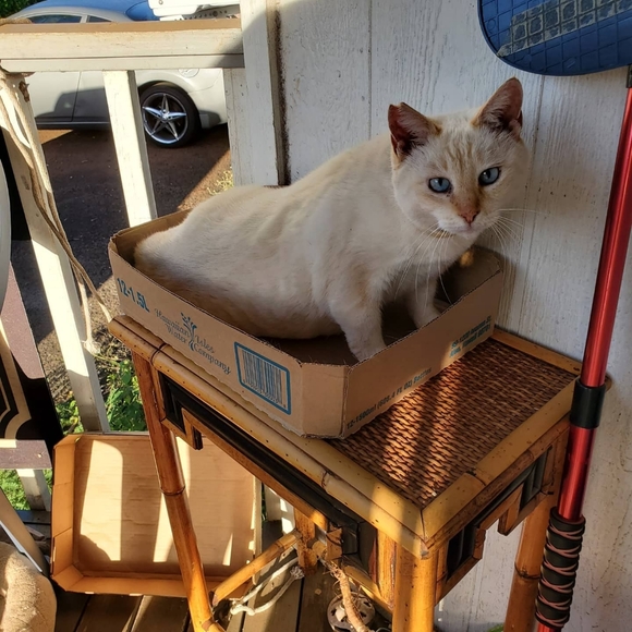 Meet your Posher, Rika - Picture 3 of 3